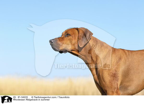 Rhodesian Ridgeback im Sommer / Rhodesian Ridgeback in summer / IF-14635