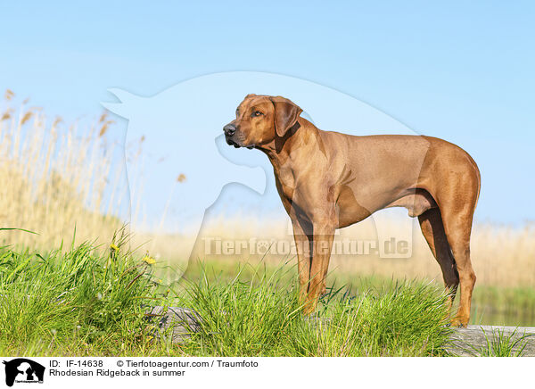 Rhodesian Ridgeback im Sommer / Rhodesian Ridgeback in summer / IF-14638