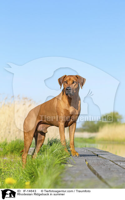 Rhodesian Ridgeback im Sommer / Rhodesian Ridgeback in summer / IF-14643