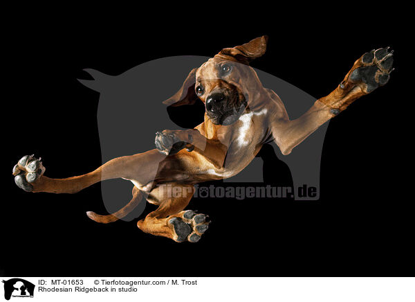 Rhodesian Ridgeback im Studio / Rhodesian Ridgeback in studio / MT-01653