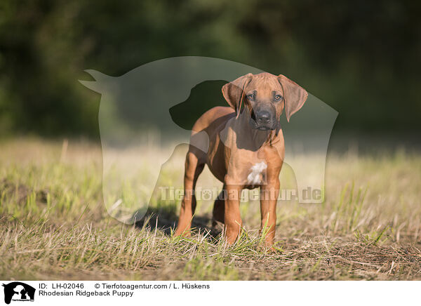 Rhodesian Ridgeback Welpe / Rhodesian Ridgeback Puppy / LH-02046