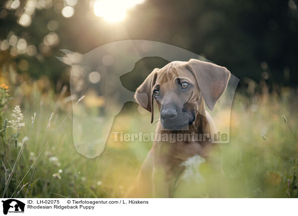 Rhodesian Ridgeback Welpe / Rhodesian Ridgeback Puppy / LH-02075