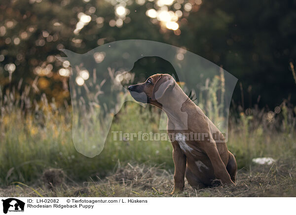 Rhodesian Ridgeback Welpe / Rhodesian Ridgeback Puppy / LH-02082