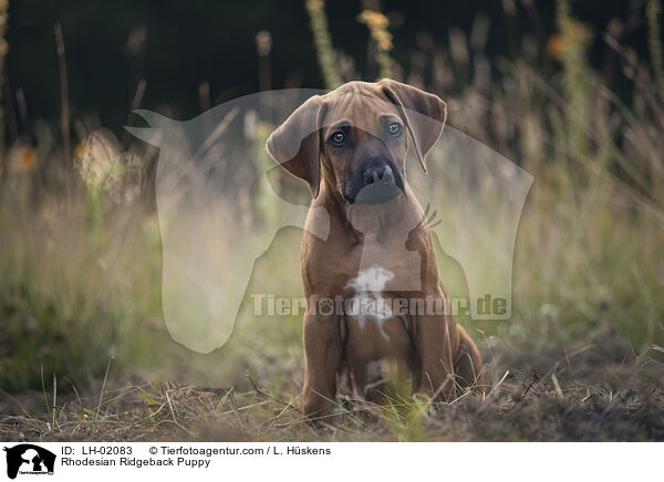 Rhodesian Ridgeback Welpe / Rhodesian Ridgeback Puppy / LH-02083