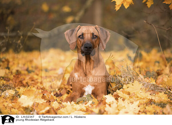 junger Rhodesian Ridgeback / young Rhodesian Ridgeback / LH-02347