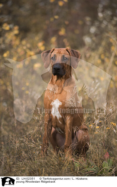 junger Rhodesian Ridgeback / young Rhodesian Ridgeback / LH-02351