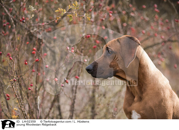 junger Rhodesian Ridgeback / young Rhodesian Ridgeback / LH-02359