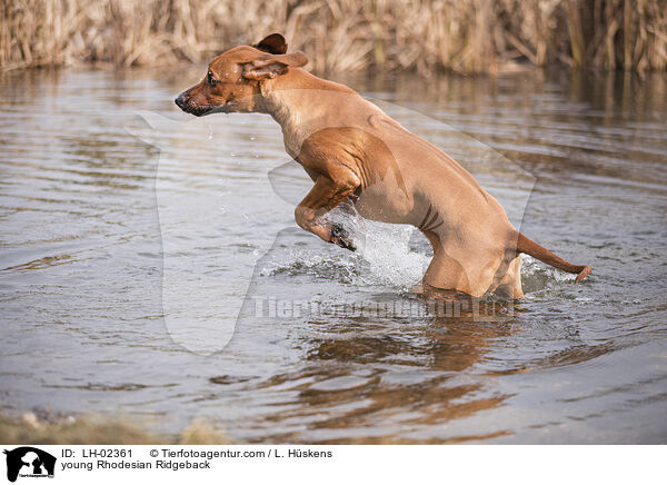 junger Rhodesian Ridgeback / young Rhodesian Ridgeback / LH-02361