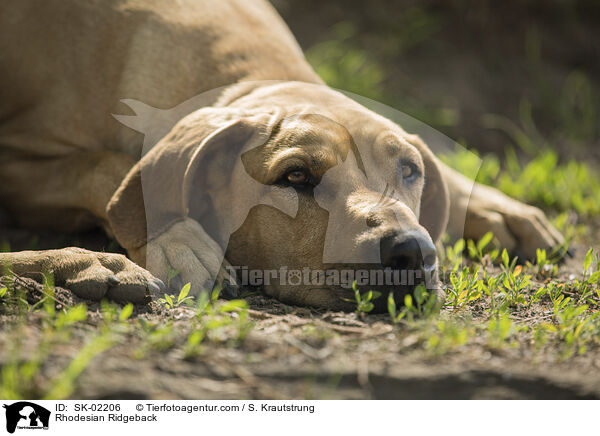 Rhodesian Ridgeback / Rhodesian Ridgeback / SK-02206