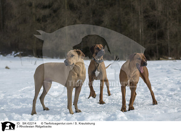 3 Rhodesian Ridgebacks / 3 Rhodesian Ridgebacks / SK-02214