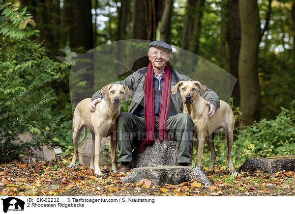 2 Rhodesian Ridgebacks / 2 Rhodesian Ridgebacks / SK-02232