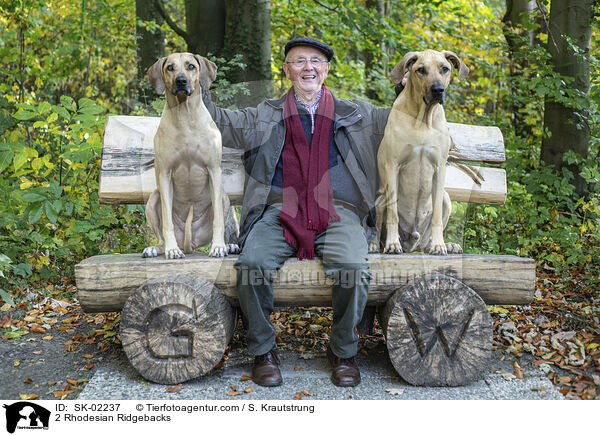 2 Rhodesian Ridgebacks / 2 Rhodesian Ridgebacks / SK-02237