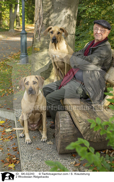 2 Rhodesian Ridgebacks / 2 Rhodesian Ridgebacks / SK-02240