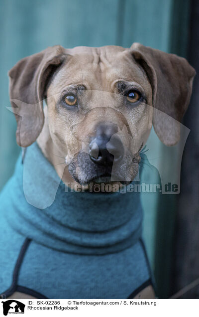 Rhodesian Ridgeback / Rhodesian Ridgeback / SK-02286