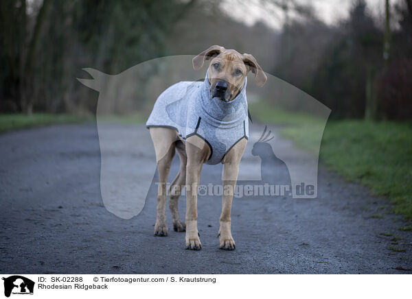 Rhodesian Ridgeback / Rhodesian Ridgeback / SK-02288