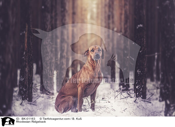 Rhodesian Ridgeback / Rhodesian Ridgeback / BK-01163