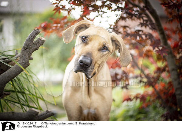 Rhodesian Ridgeback / Rhodesian Ridgeback / SK-02417