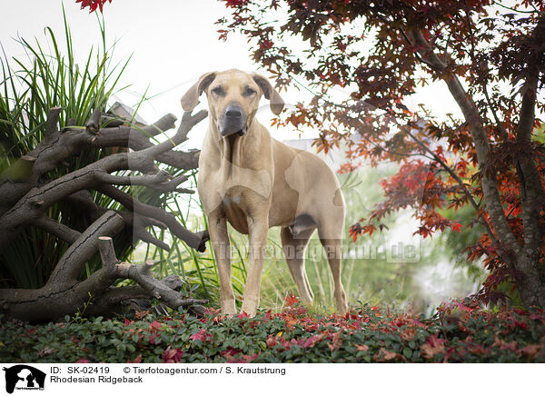 Rhodesian Ridgeback / Rhodesian Ridgeback / SK-02419