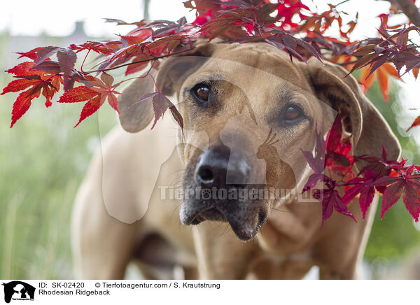 Rhodesian Ridgeback / Rhodesian Ridgeback / SK-02420