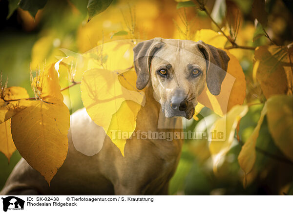 Rhodesian Ridgeback / Rhodesian Ridgeback / SK-02438