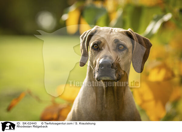 Rhodesian Ridgeback / Rhodesian Ridgeback / SK-02440