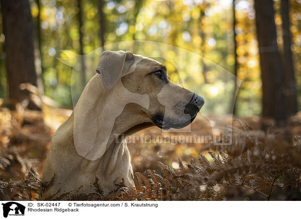 Rhodesian Ridgeback / Rhodesian Ridgeback / SK-02447