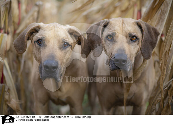 2 Rhodesian Ridgebacks / 2 Rhodesian Ridgebacks / SK-02449