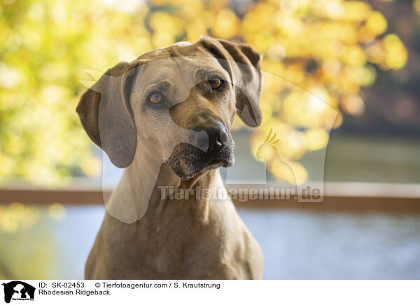 Rhodesian Ridgeback / Rhodesian Ridgeback / SK-02453