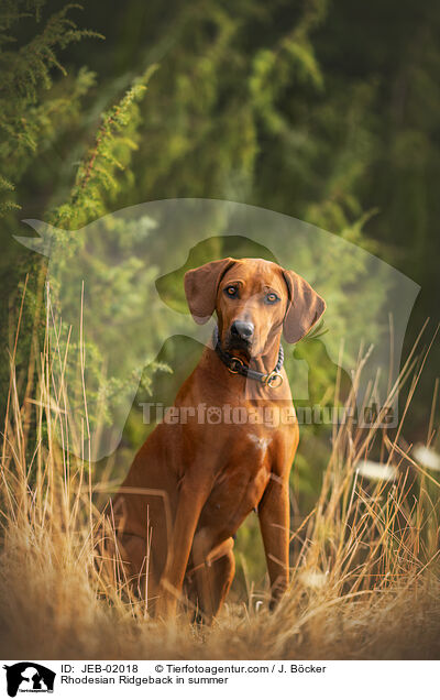 Rhodesian Ridgeback im Sommer / Rhodesian Ridgeback in summer / JEB-02018