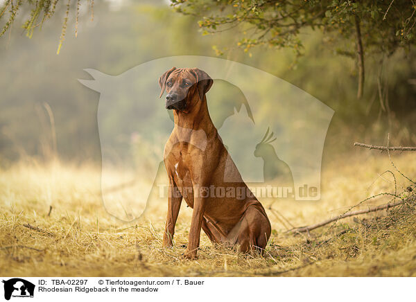 Rhodesian Ridgeback auf der Wiese / Rhodesian Ridgeback in the meadow / TBA-02297