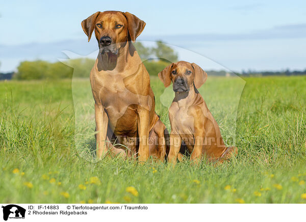 2 Rhodesian Ridgebacks / 2 Rhodesian Ridgebacks / IF-14883