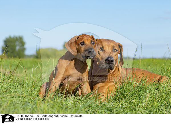 2 Rhodesian Ridgebacks / 2 Rhodesian Ridgebacks / IF-15155