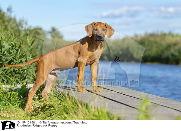 Rhodesian Ridgeback Welpe / Rhodesian Ridgeback Puppy / IF-15158