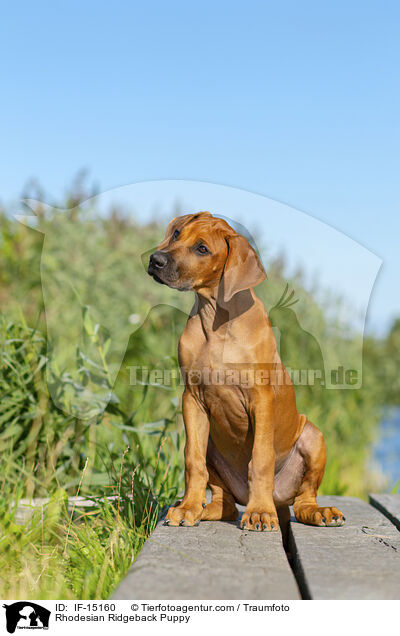 Rhodesian Ridgeback Welpe / Rhodesian Ridgeback Puppy / IF-15160