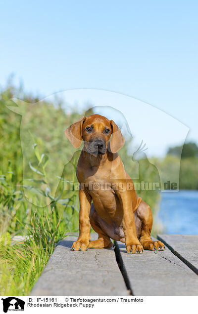 Rhodesian Ridgeback Welpe / Rhodesian Ridgeback Puppy / IF-15161