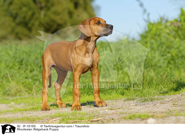 Rhodesian Ridgeback Welpe / Rhodesian Ridgeback Puppy / IF-15165