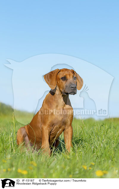 Rhodesian Ridgeback Welpe / Rhodesian Ridgeback Puppy / IF-15187