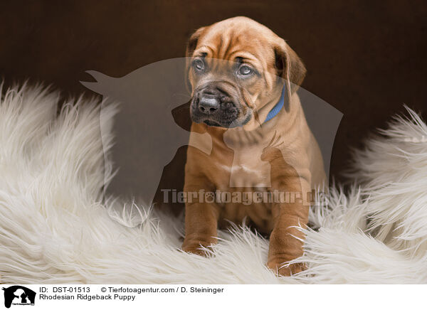 Rhodesian Ridgeback Welpe / Rhodesian Ridgeback Puppy / DST-01513