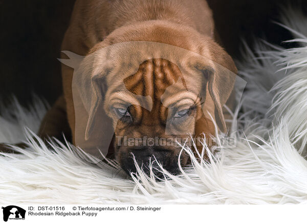 Rhodesian Ridgeback Welpe / Rhodesian Ridgeback Puppy / DST-01516