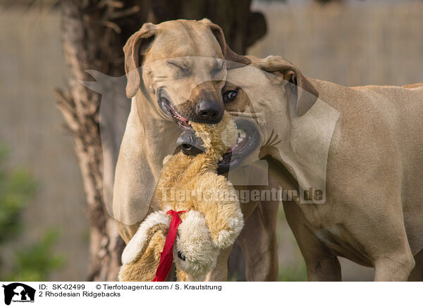 2 Rhodesian Ridgebacks / 2 Rhodesian Ridgebacks / SK-02499