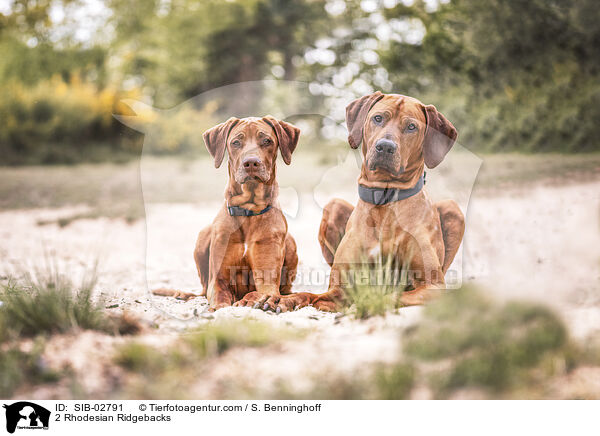 2 Rhodesian Ridgebacks / 2 Rhodesian Ridgebacks / SIB-02791