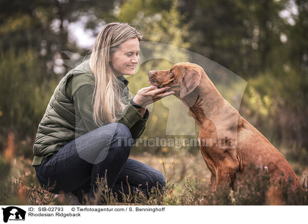 Rhodesian Ridgeback / Rhodesian Ridgeback / SIB-02793