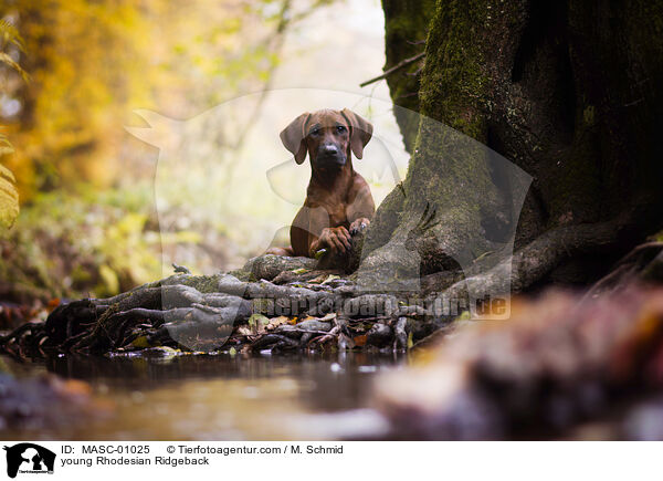 junger Rhodesian Ridgeback / young Rhodesian Ridgeback / MASC-01025