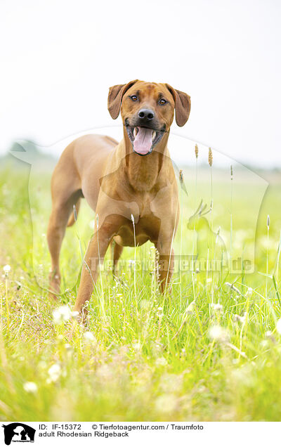 ausgewachsener Rhodesian Ridgeback / adult Rhodesian Ridgeback / IF-15372