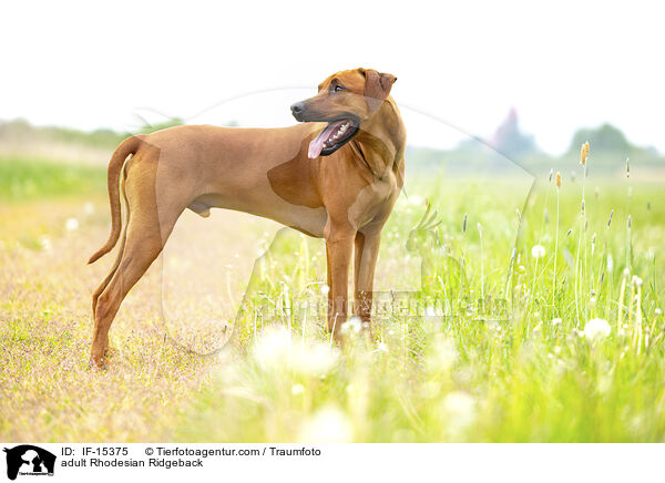 ausgewachsener Rhodesian Ridgeback / adult Rhodesian Ridgeback / IF-15375