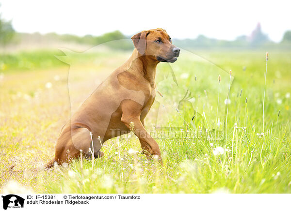 ausgewachsener Rhodesian Ridgeback / adult Rhodesian Ridgeback / IF-15381