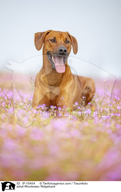 ausgewachsener Rhodesian Ridgeback / adult Rhodesian Ridgeback / IF-15404