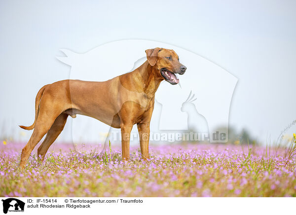 ausgewachsener Rhodesian Ridgeback / adult Rhodesian Ridgeback / IF-15414