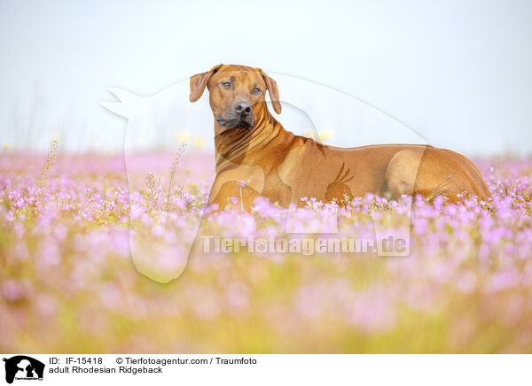 ausgewachsener Rhodesian Ridgeback / adult Rhodesian Ridgeback / IF-15418