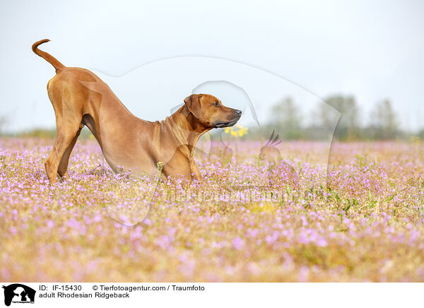 ausgewachsener Rhodesian Ridgeback / adult Rhodesian Ridgeback / IF-15430